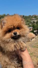 Pomerania toy femmina Spitz tedesco nano pedigree