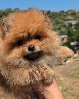 Pomerania toy femmina Spitz tedesco nano pedigree