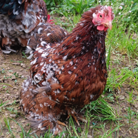 Coppia Cocincine millefiori