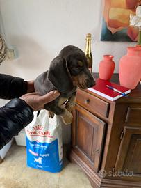 Bassotto Nano (maschietto)