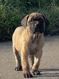 Cucciola cane corso