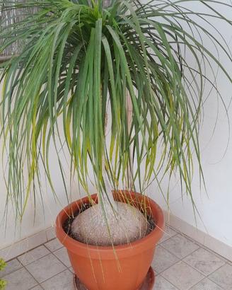 Pianta ornamentale  Beaucarnea  (piede d'elefante)