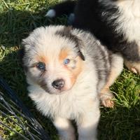 Cucciolo pastore australiano