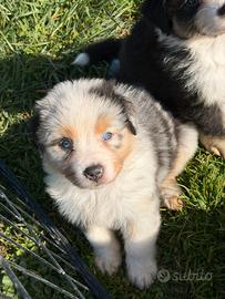 Cucciolo pastore australiano