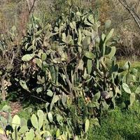 Piante oppure pale fichi d'india