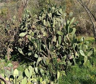 Piante oppure pale fichi d'india