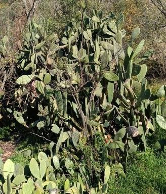 Piante oppure pale fichi d'india