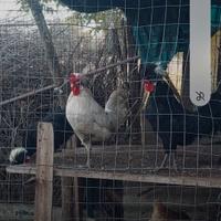 Gallo