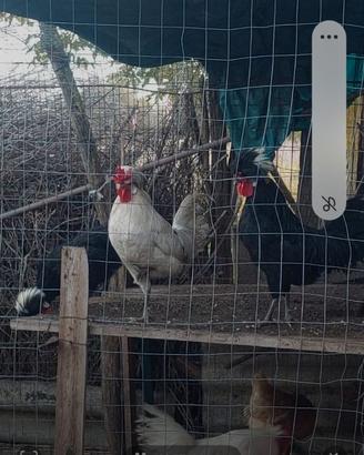 Gallo
