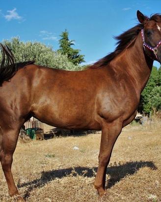 Cavalla quarter horse