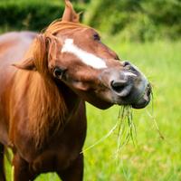 Castrone quarter horse