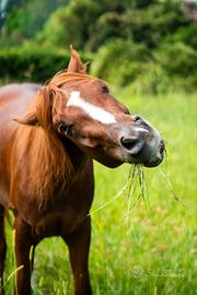 Castrone quarter horse