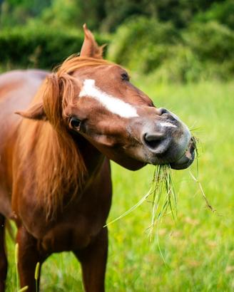 Castrone quarter horse