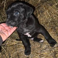 Cucciolo nero Cane Corso