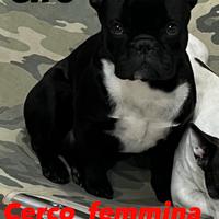 Bulldog francese