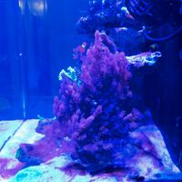 Capnella coralli molli acquario marino 