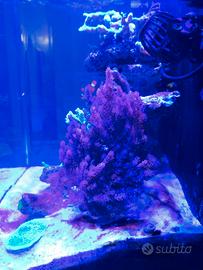 Capnella coralli molli acquario marino 