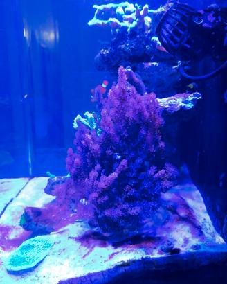 Capnella coralli molli acquario marino 