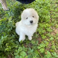 Samoiedo cucciolo meraviglioso