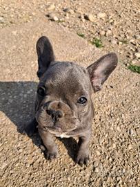 Cuccioli bulldog francesi