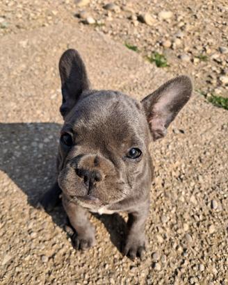Cuccioli bulldog francesi