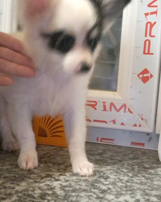  cuccioli di chihuhua pelo lungo e corto