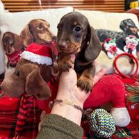 Cuccioli bassotti tedeschi pedigree ENCI