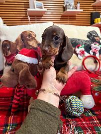 Cuccioli bassotti tedeschi pedigree ENCI