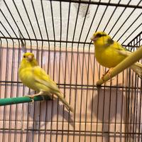 Canarini da compagnia