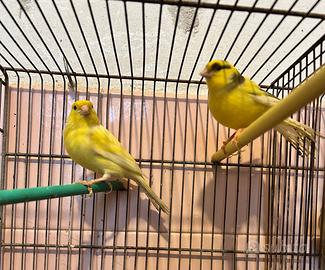 Canarini da compagnia