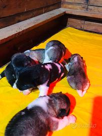 Akita Americano Cuccioli