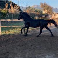 Cavalla