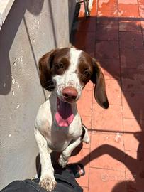 Cagnolina