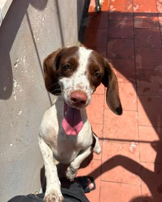 Cagnolina