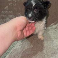 Tenero cucciolo di taglia toy