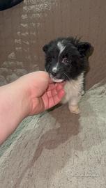 Tenero cucciolo di taglia toy