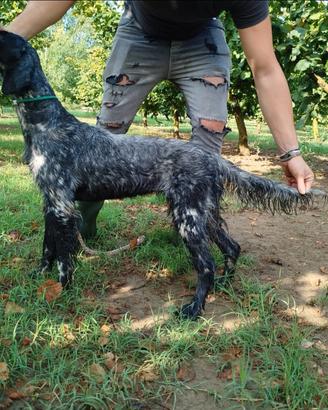 Setter Inglese