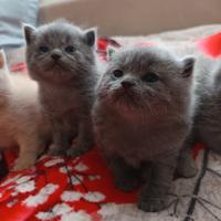 Adorabili gattini British shortair