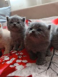 Adorabili gattini British shortair