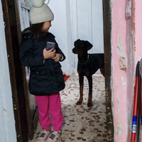 Cucciolo di doberman