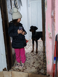 Cucciolo di doberman