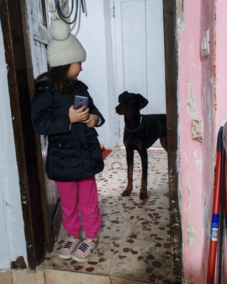 Cucciolo di doberman