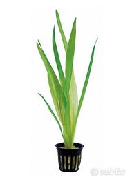 Talee di vallisneria pianta acquatica