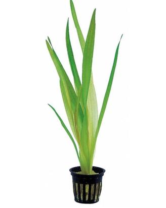 Talee di vallisneria pianta acquatica