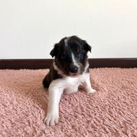 Cuccioli di border collie