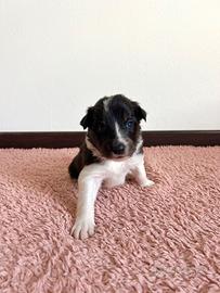 Cuccioli di border collie