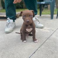 Cuccioli Pitbull disponibili
