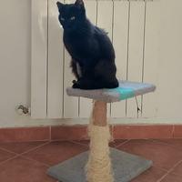 Ambra gattina 6 mesi
