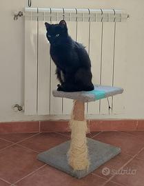 Ambra gattina 6 mesi