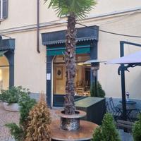 Porta vaso palme o altre piante